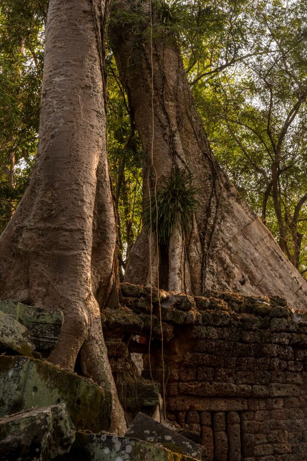 ta prohm-62.jpg